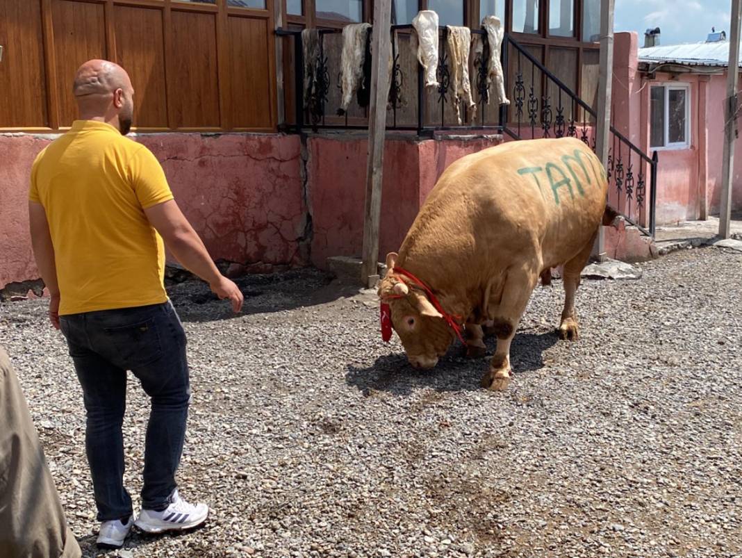 1 ton 150 kiloluk boğa ikinci el otomobil fiyatına satıldı 17